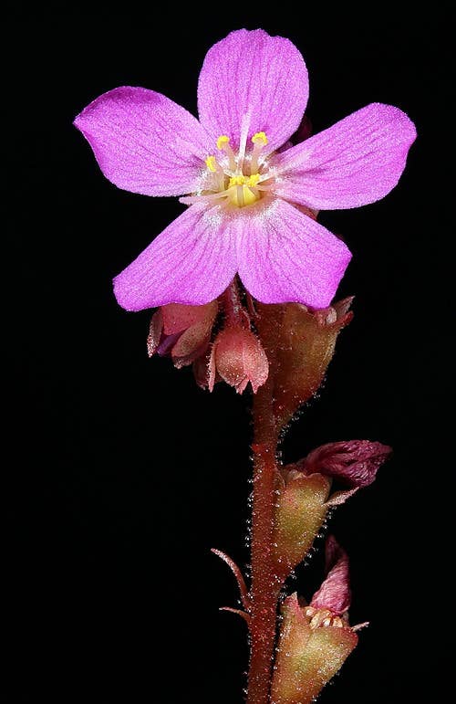 Drosera Capensis x Spatulata (Cape Sundew). 2-3 in. starter