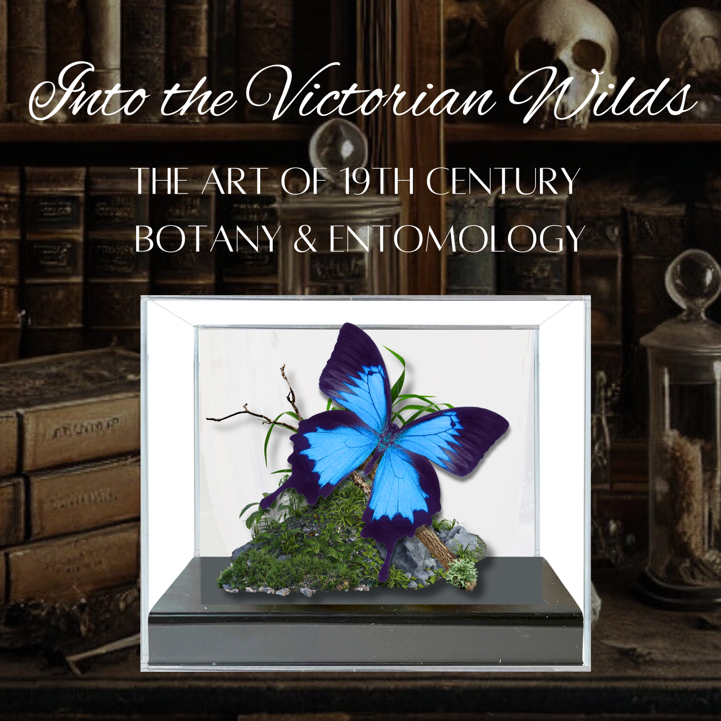 Real Swallowtail Butterfly Diorama 6x8x6 in Papilio Ulysses