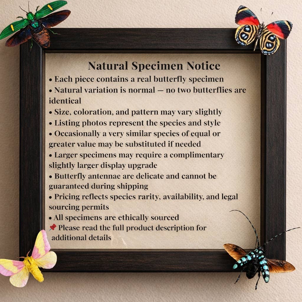 Real Atlas Moth – 12x12 Shadowbox (Attacus atlas) Female
