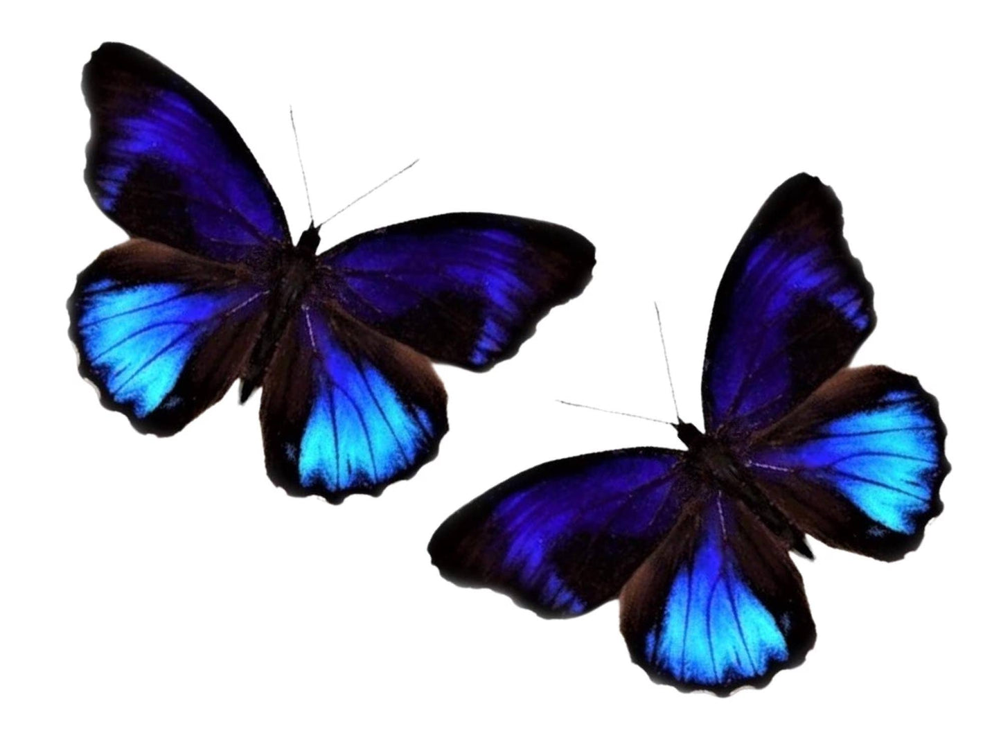 REAL - Moth Diorama -6X4 Inch Dome Diorama - Eunica excelsa