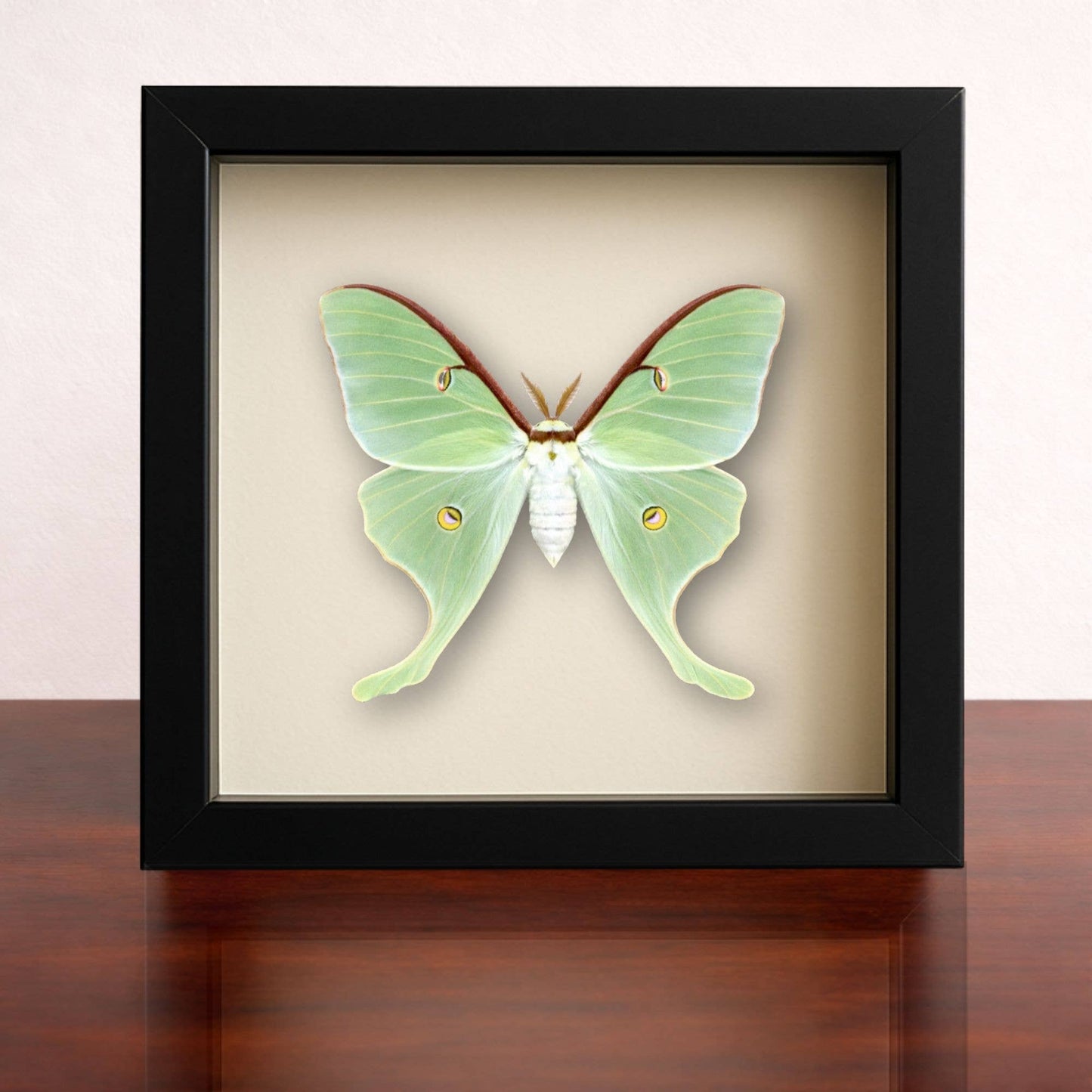 Real - Luna Moth Specimen 8x8 Glass Shadowbox – Preorder