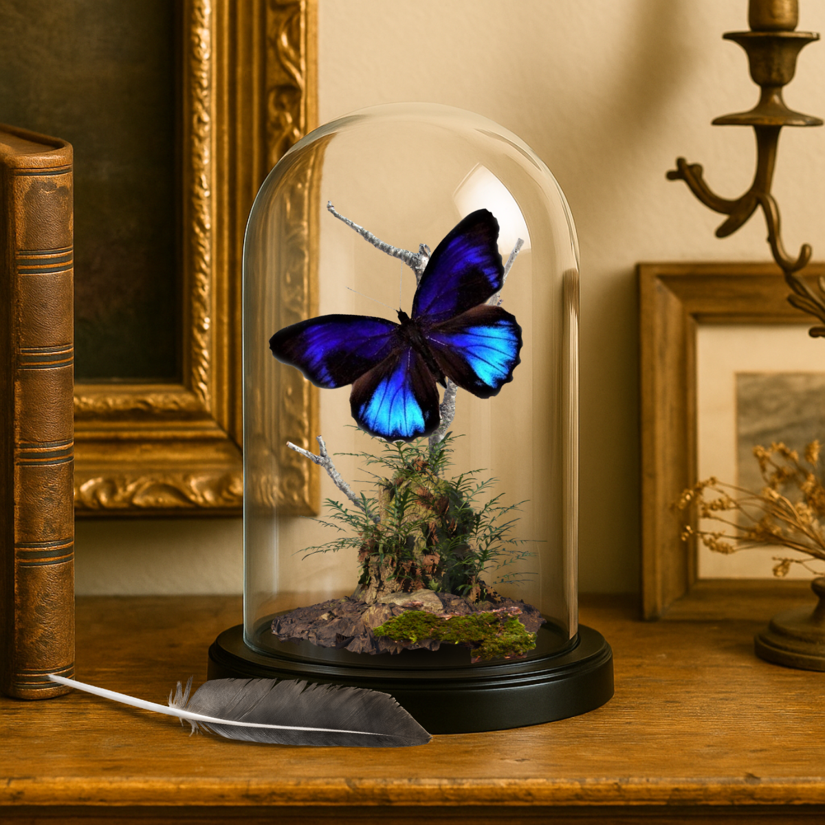 REAL - Moth Diorama -6X4 Inch Dome Diorama - Eunica excelsa