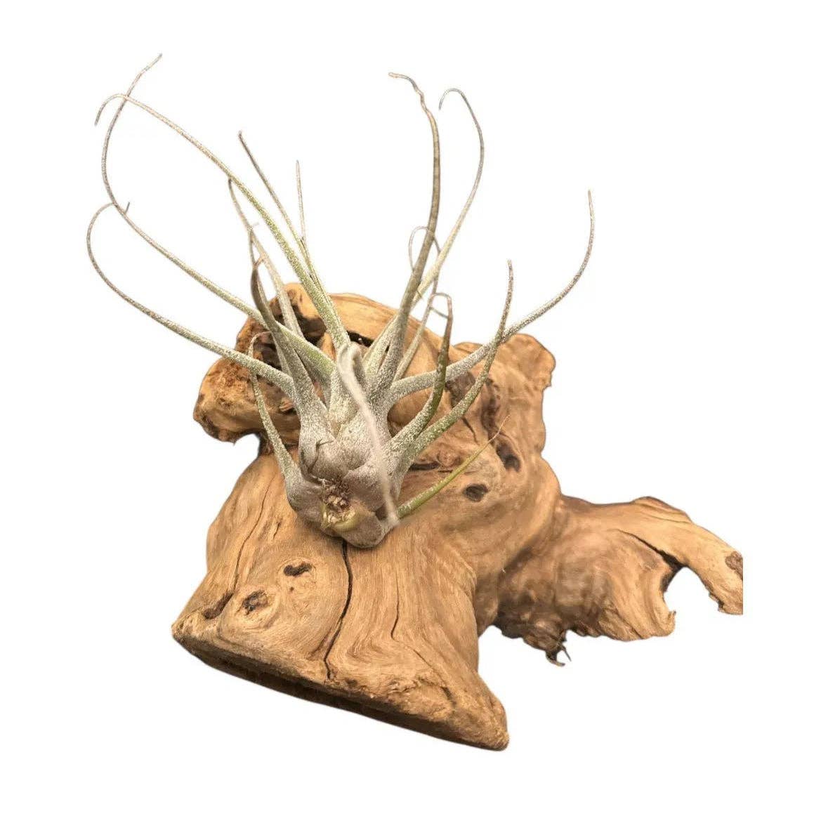 Tillandsia Ehlersiana Air Plant  White/Gray Color Fuzzy Rare Tillandsia