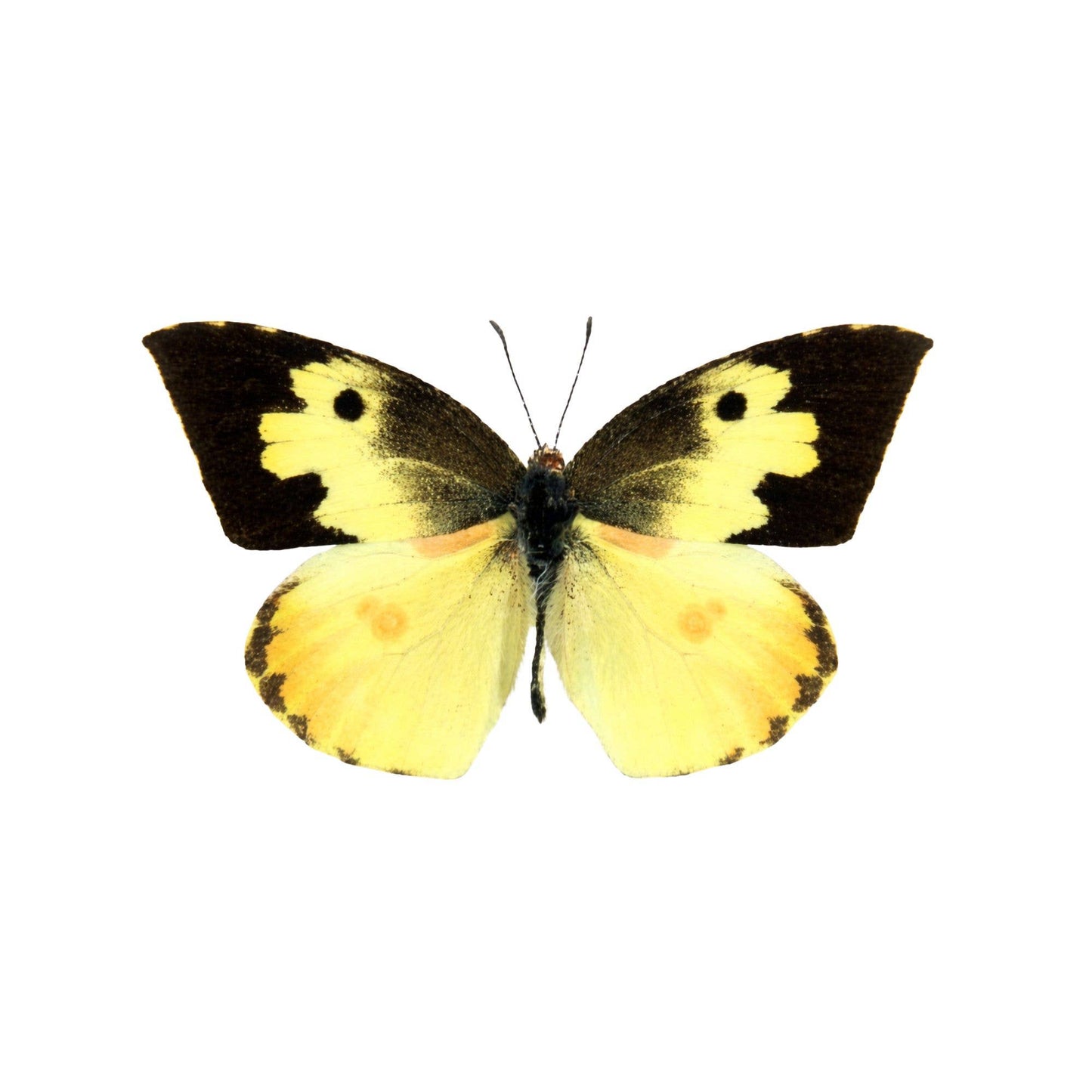 Real Butterfly -5x3 Glass Cloche - Zerene cesonia - USA