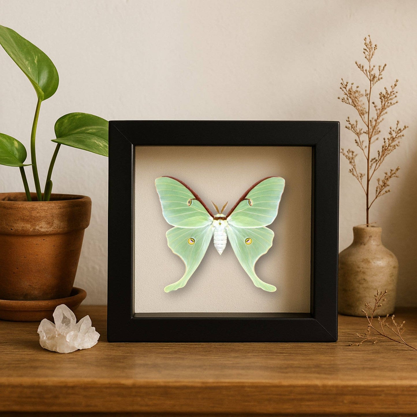 Real - Luna Moth Specimen 8x8 Glass Shadowbox – Preorder