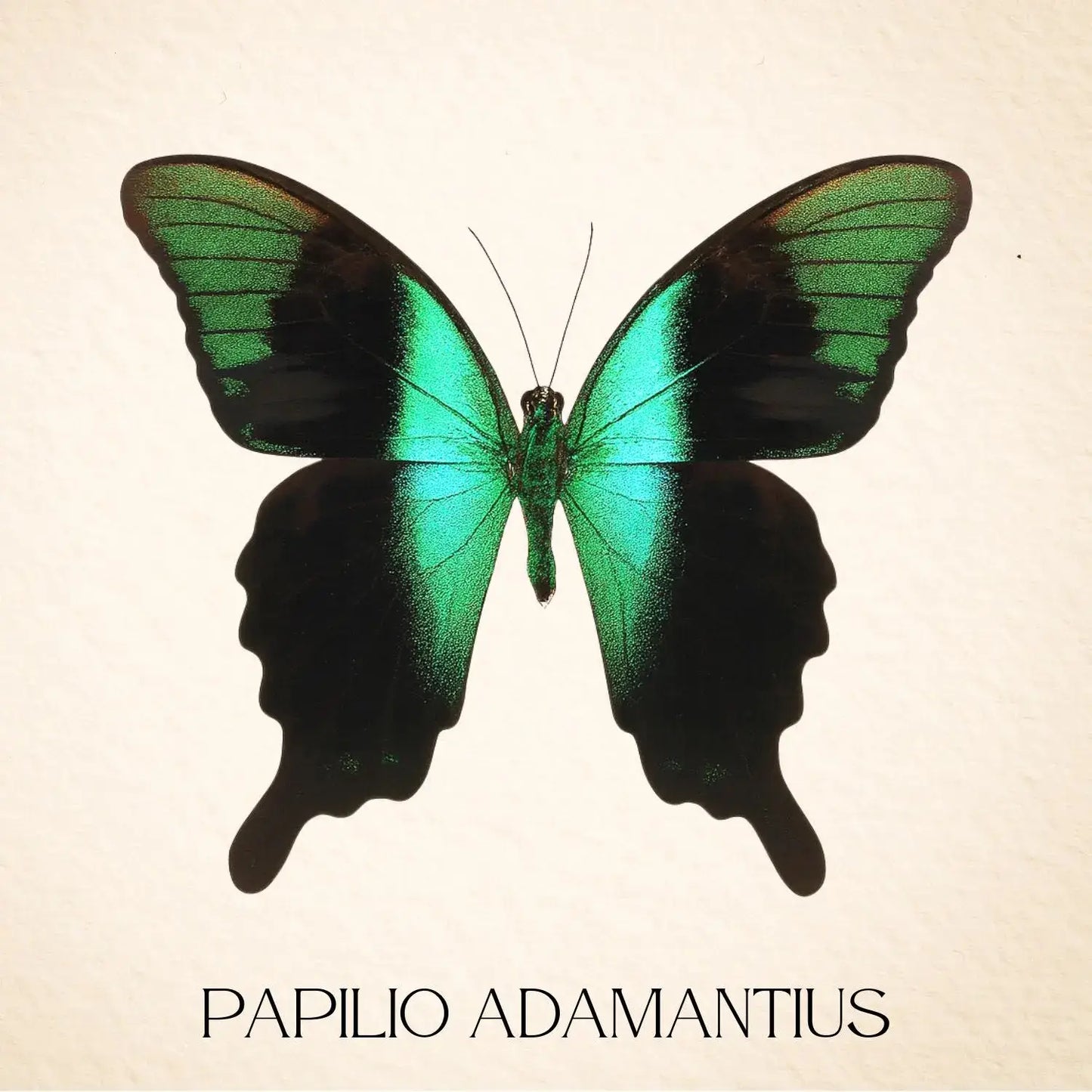 Real Peranthus Peacock Swallowtail – 9x9 Shadowbox