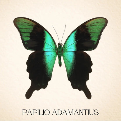 Real Peranthus Peacock Swallowtail – 9x9 Shadowbox