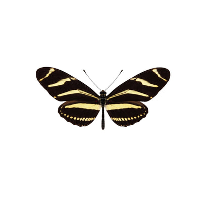 Real Butterfly -5x3 Glass Cloche - Zebra Longwing