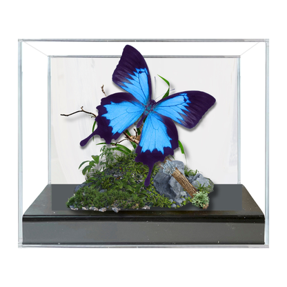 Real Swallowtail Butterfly Diorama 6x8x6 in  Papilio Ulysses