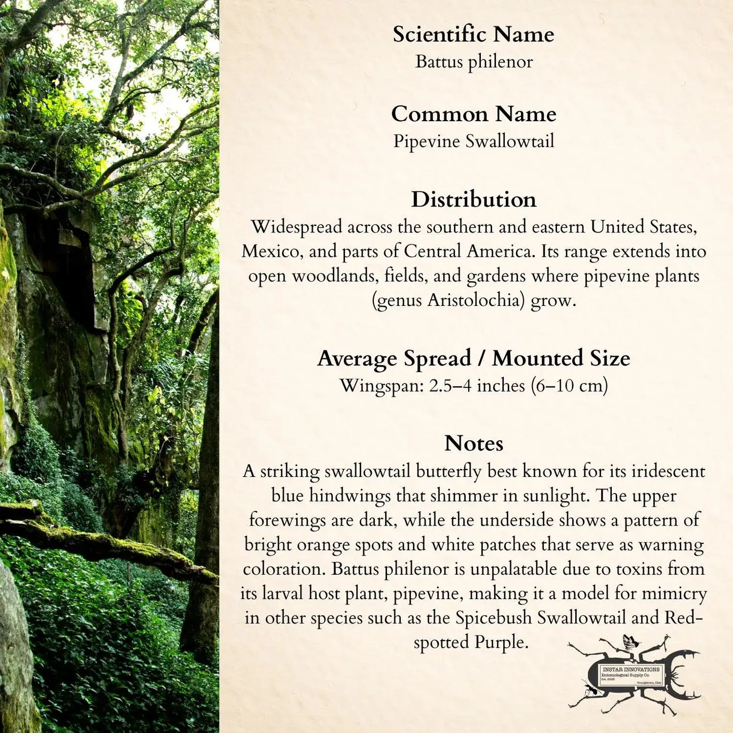 Real Pipevine Swallowtail – 6x6 Shadowbox (Battus philenor)