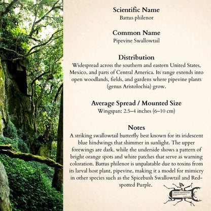 Real Pipevine Swallowtail – 6x6 Shadowbox (Battus philenor)