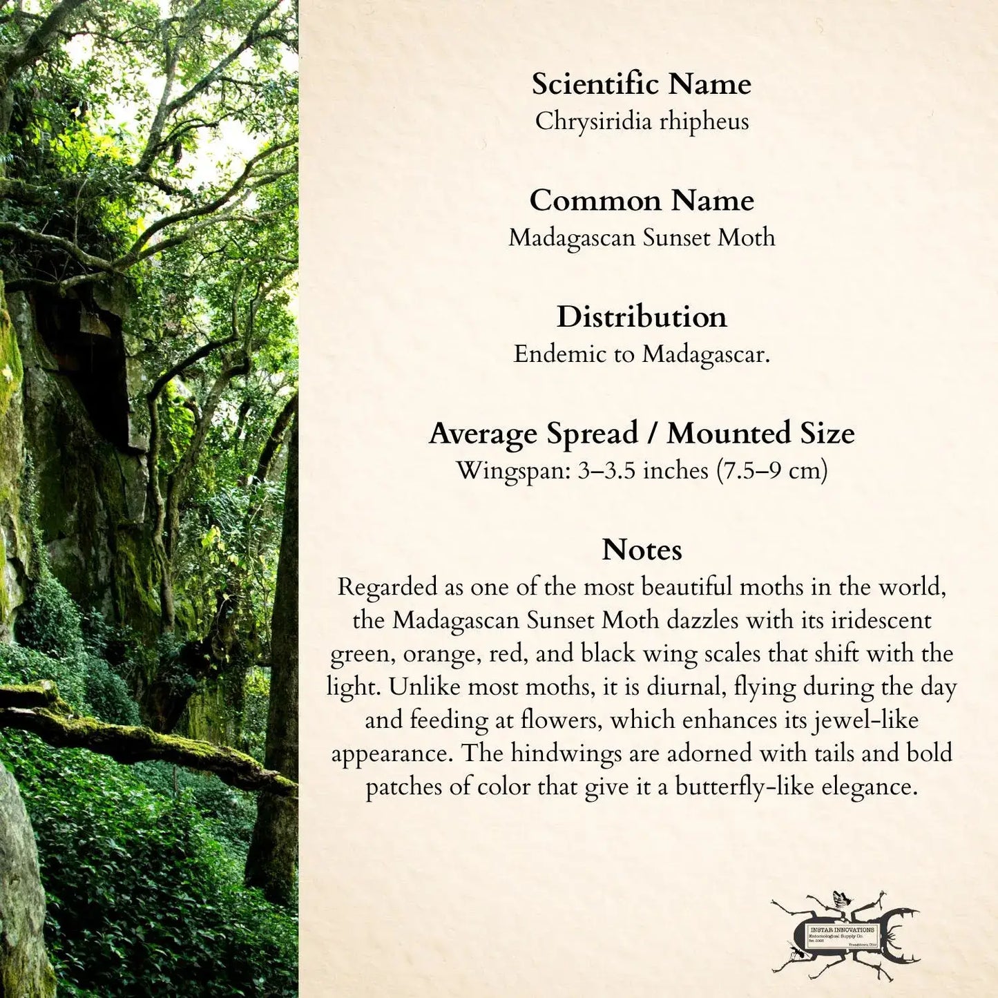 Real Madagascan Sunset Moth – 6x6 Shadowbox Chrysiridia Sp.