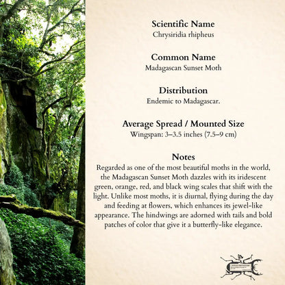 Real Madagascan Sunset Moth – 6x6 Shadowbox Chrysiridia Sp.