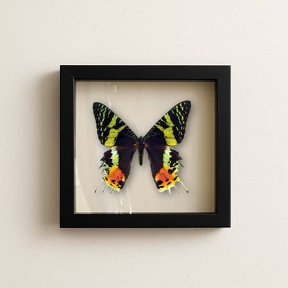 Real Madagascan Sunset Moth – 6x6 Shadowbox Chrysiridia Sp.