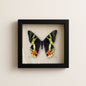 Real Madagascan Sunset Moth – 6x6 Shadowbox Chrysiridia Sp.