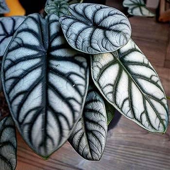 Alocasia Silver Dragon.