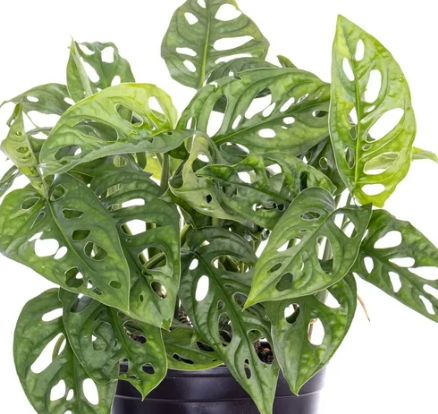 Monstera Adansonii. 2-3 inch starter plant.