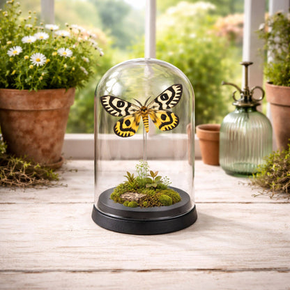 Real Butterfly -5x3 Glass Cloche - Nuttall’s Sheep Moth