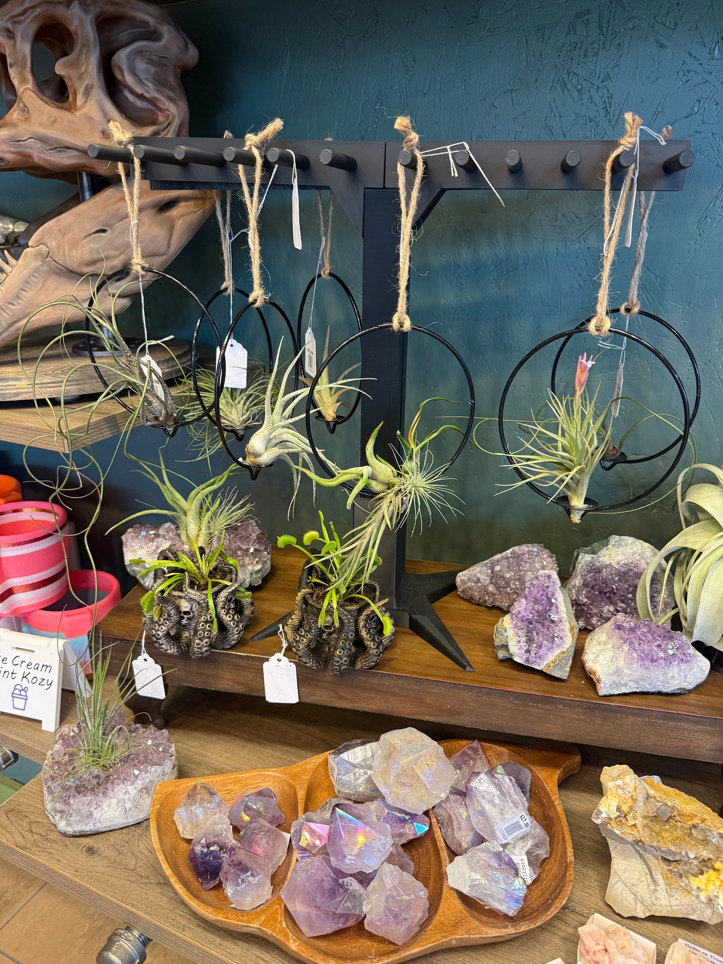 Hanging Air Plant Rings