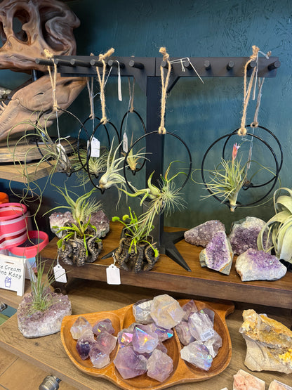 Hanging Air Plant Rings