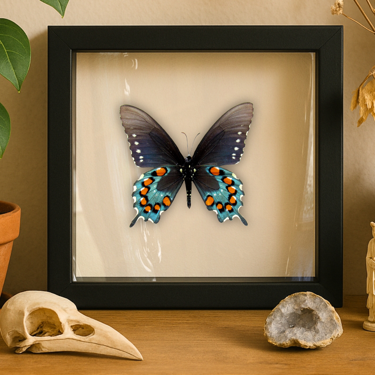 Real Pipevine Swallowtail (Verso) – 6x6 Shadowbox 