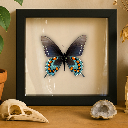 Real Pipevine Swallowtail (Verso) – 6x6 Shadowbox 