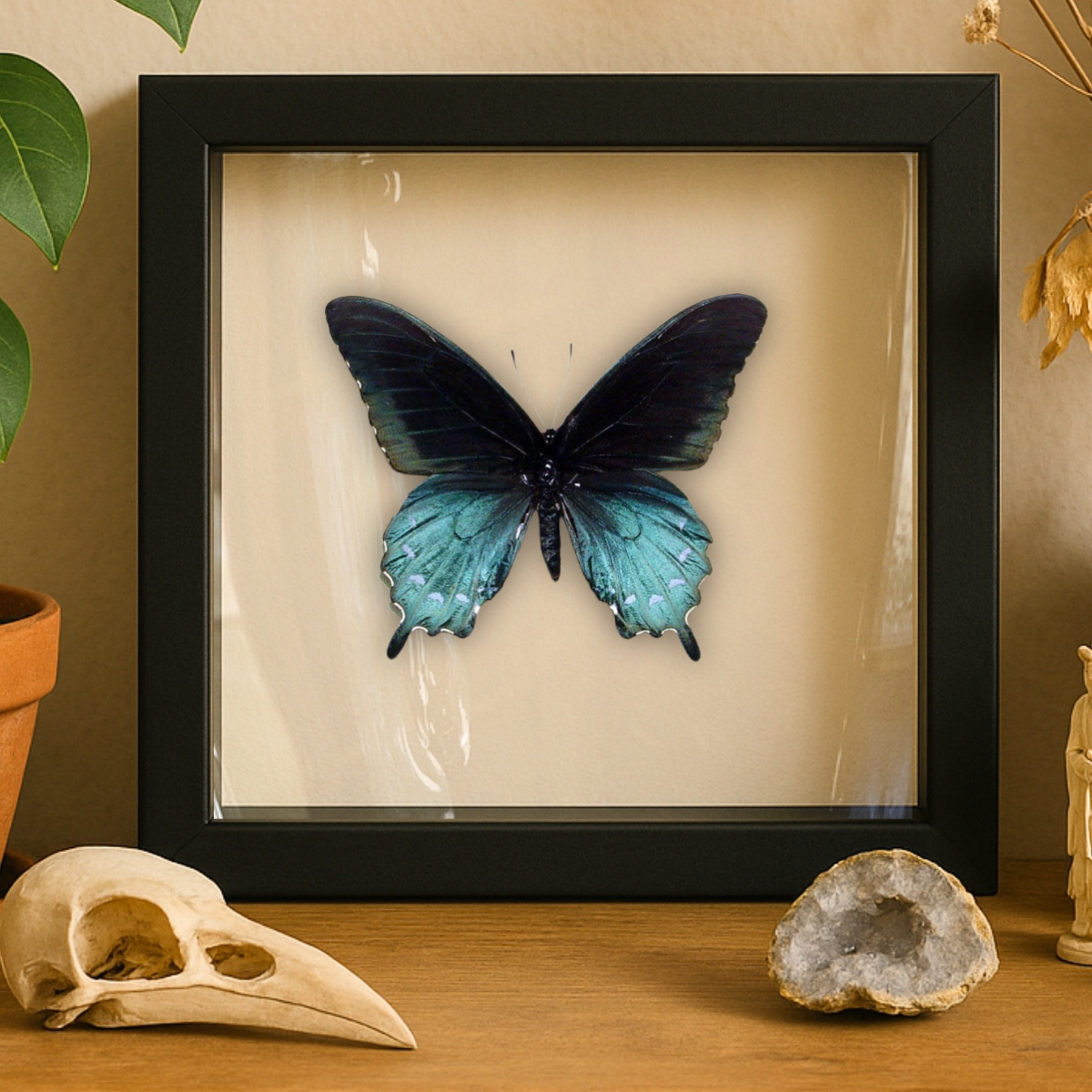Real Pipevine Swallowtail – 6x6 Shadowbox (Battus philenor)