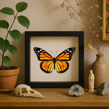 Real Monarch Butterfly Shadow Box – 6x6x2 