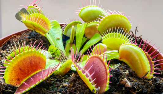 Dionaea Muscipula (Venus Fly Trap) Dente