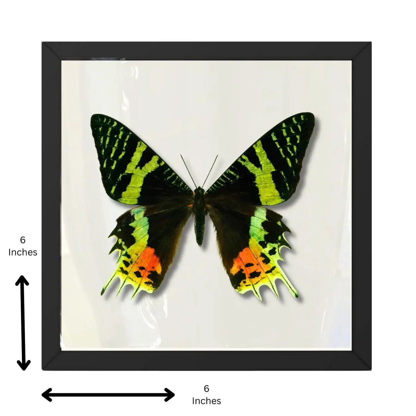 Real Madagascan Sunset Moth – 6x6 Shadowbox Chrysiridia Sp.
