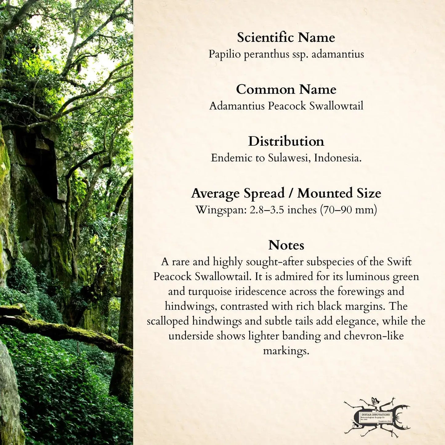 Real Peranthus Peacock Swallowtail – 9x9 Shadowbox