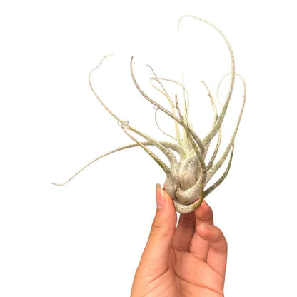 Tillandsia Ehlersiana Air Plant  White/Gray Color Fuzzy Rare Tillandsia