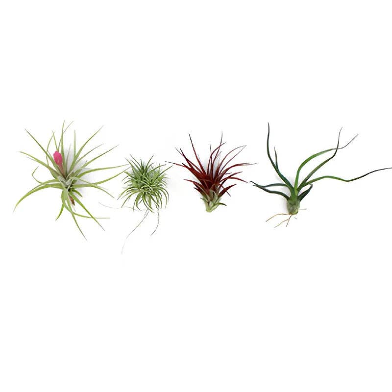 Tillandsia Air plant pack 10, 15, 25, 30