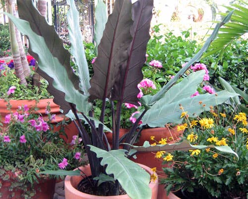 Alocasia Lauterbaachiana.