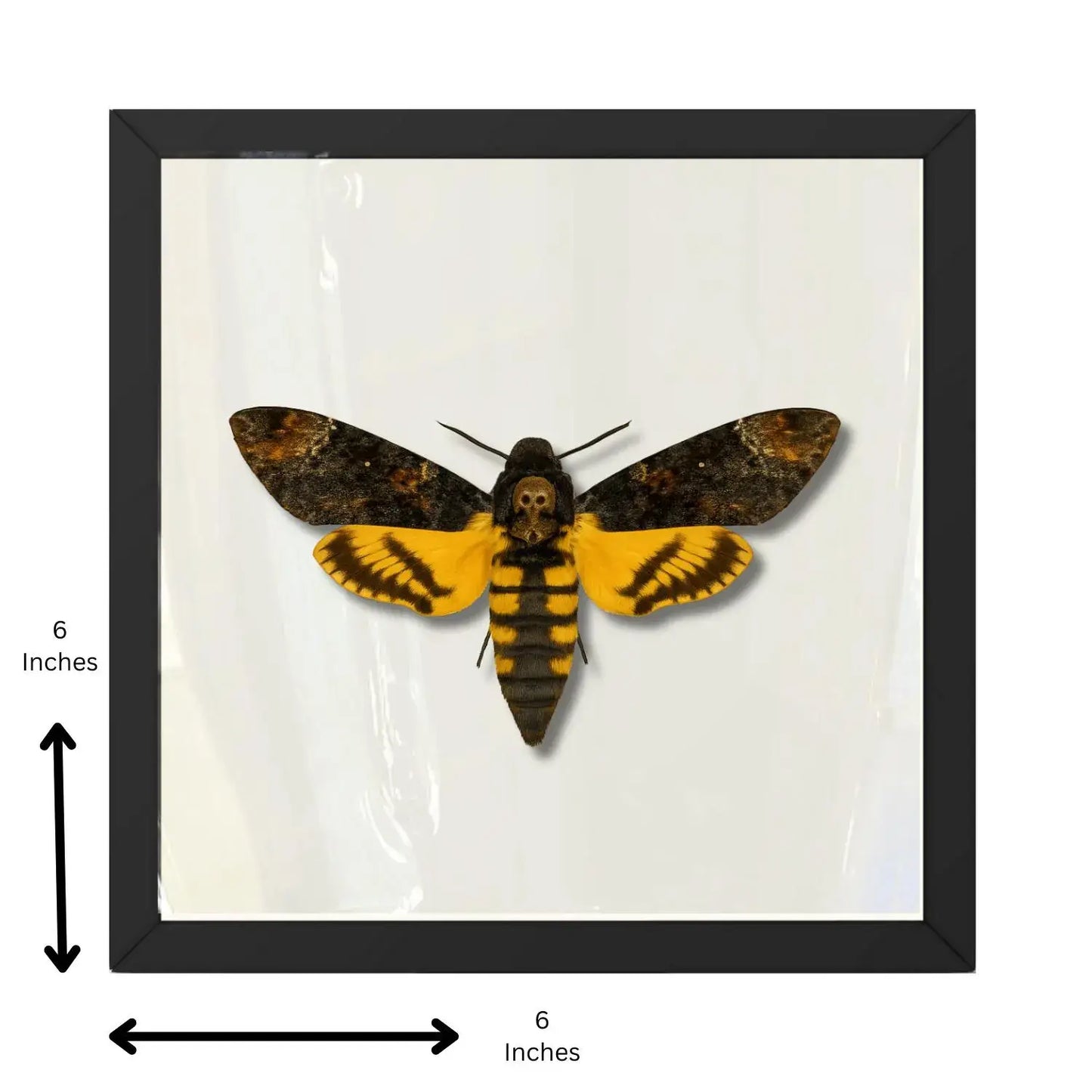 Real Death’s-head Hawkmoth – 6x6 Shadowbox (Acherontia styx)