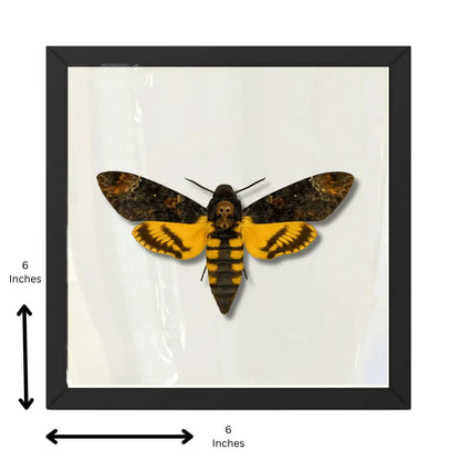 Real Death’s-head Hawkmoth – 6x6 Shadowbox (Acherontia styx)