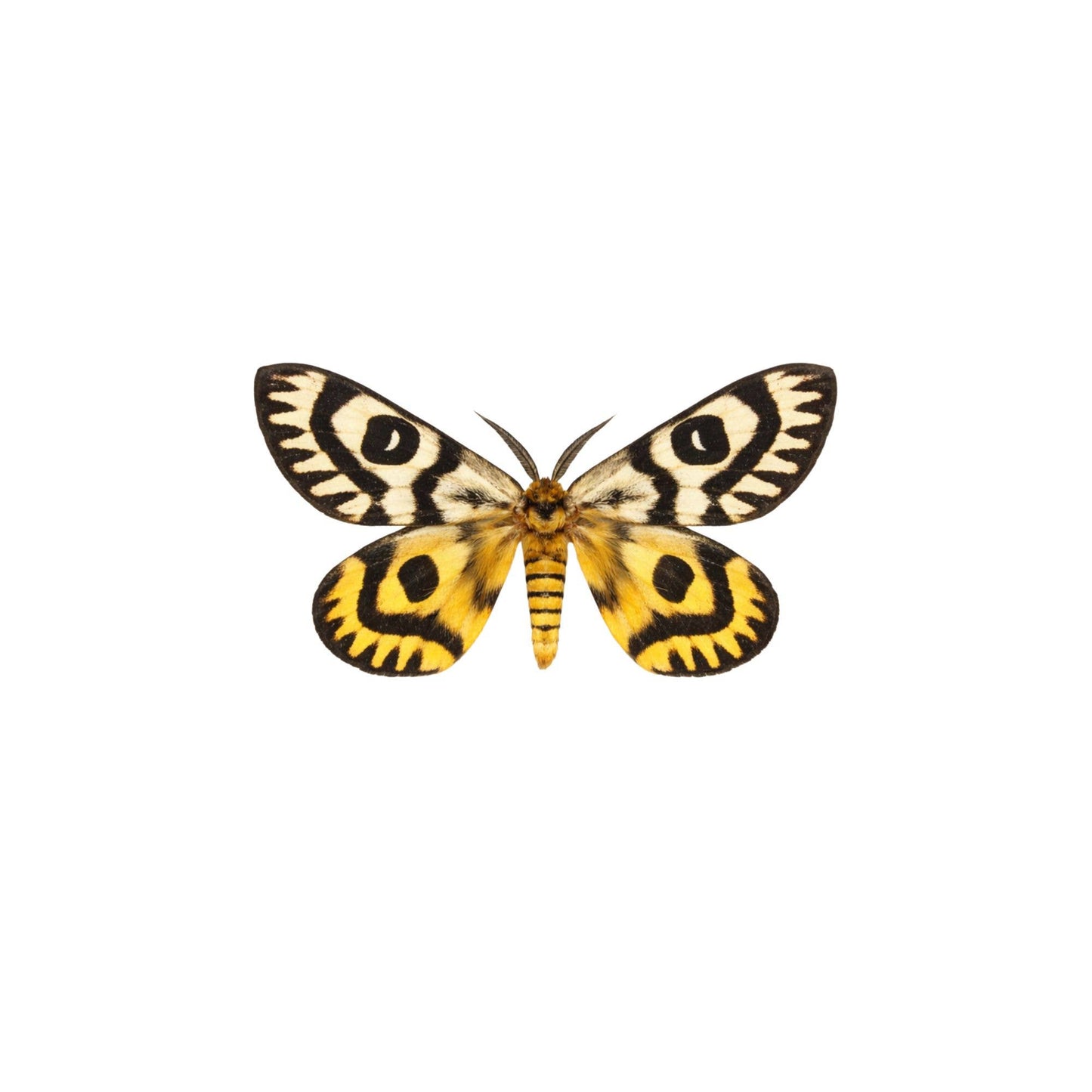 Real Butterfly -5x3 Glass Cloche - Nuttall’s Sheep Moth