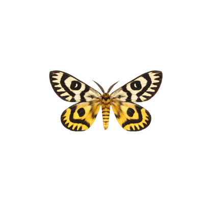 Real Butterfly -5x3 Glass Cloche - Nuttall’s Sheep Moth