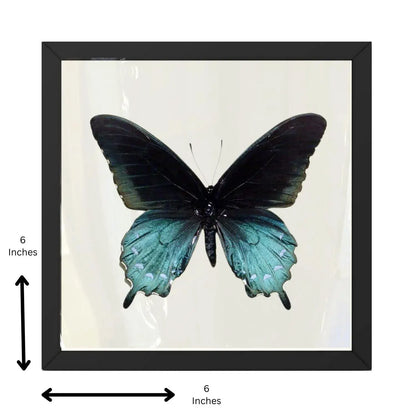 Real Pipevine Swallowtail – 6x6 Shadowbox (Battus philenor)