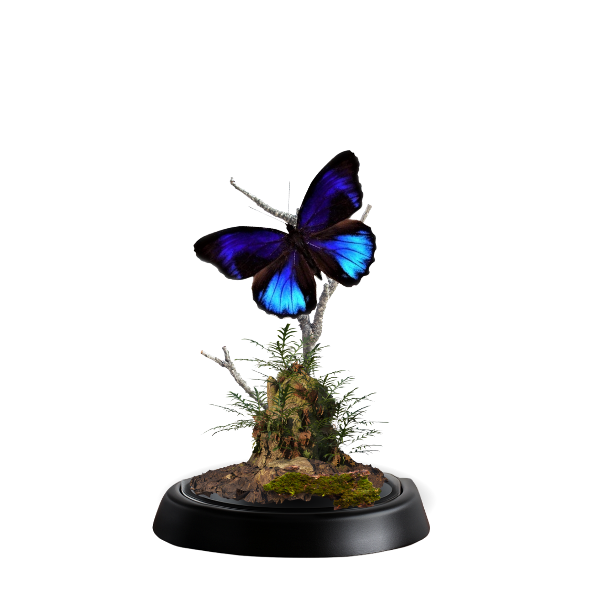 REAL - Moth Diorama -6X4 Inch Dome Diorama - Eunica excelsa