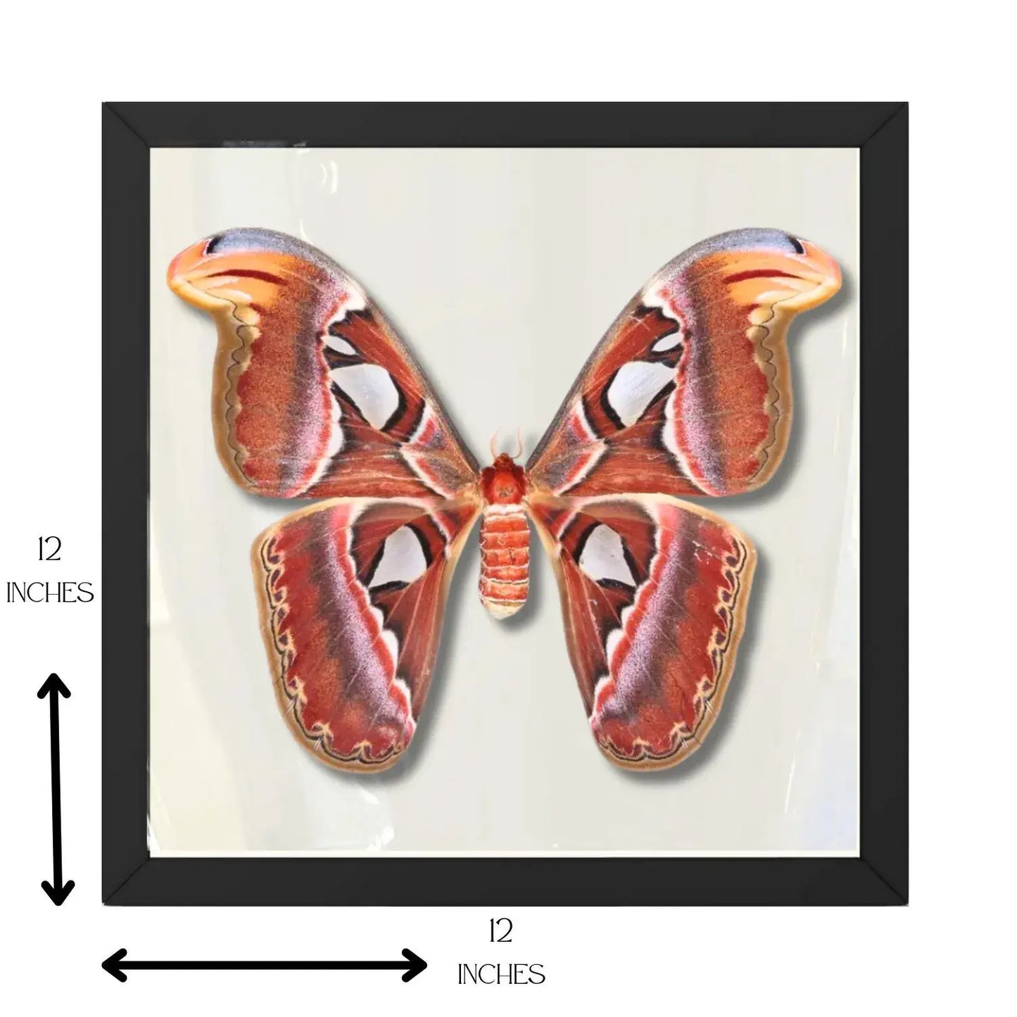 Real Atlas Moth – 12x12 Shadowbox (Attacus atlas) Female