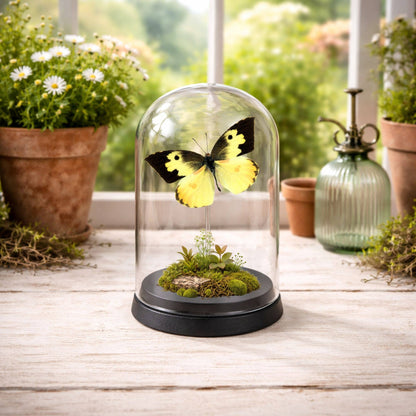 Real Butterfly -5x3 Glass Cloche - Zerene cesonia - USA