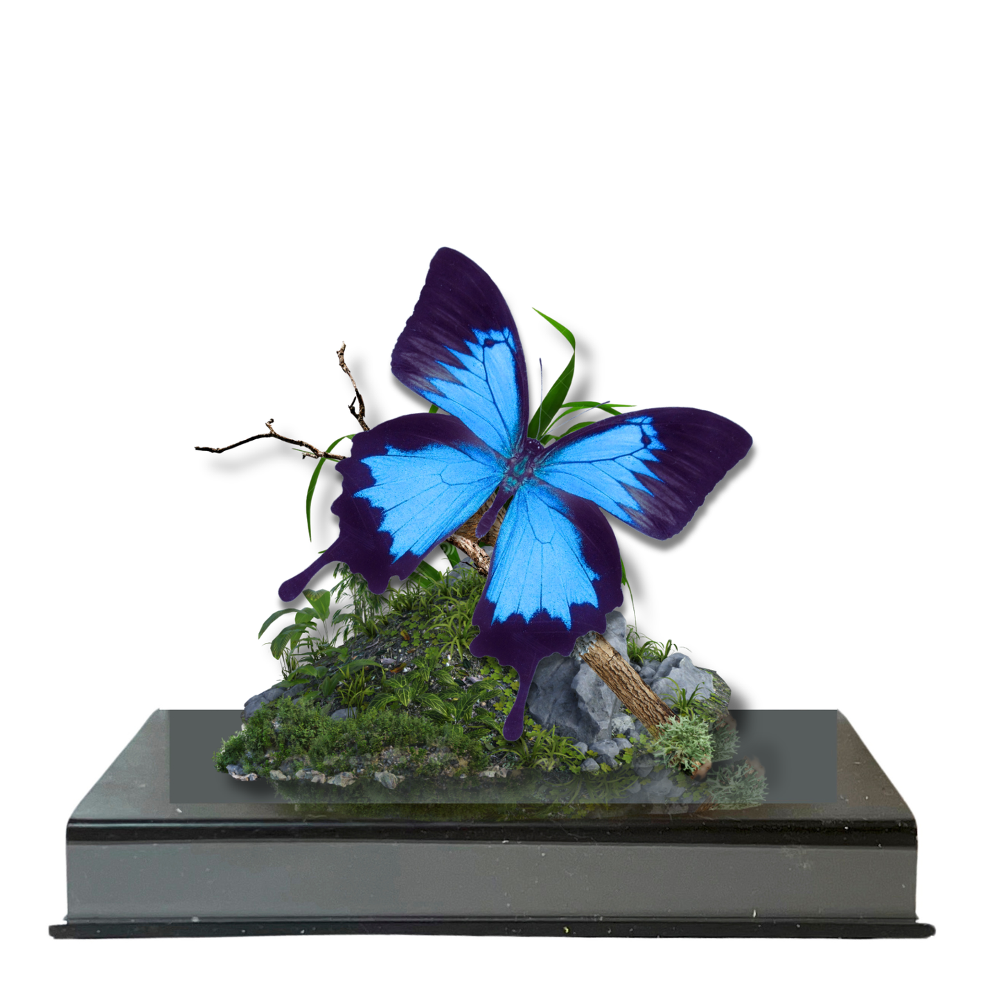 Real Swallowtail Butterfly Diorama 6x8x6 in  Papilio Ulysses