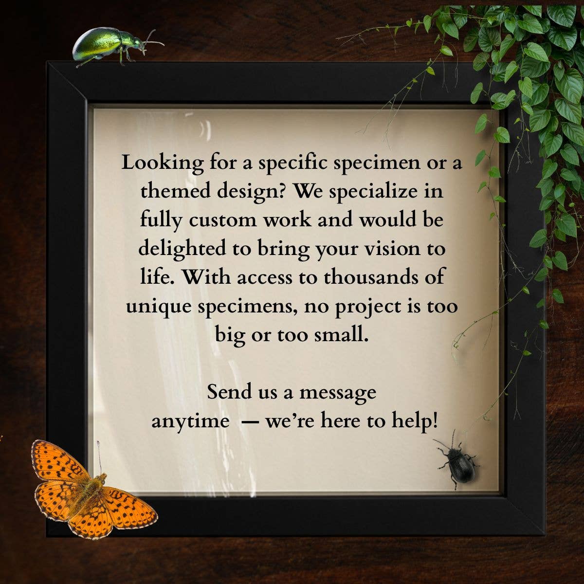 Real Swallowtail Butterfly Diorama 6x8x6 in  Papilio Ulysses