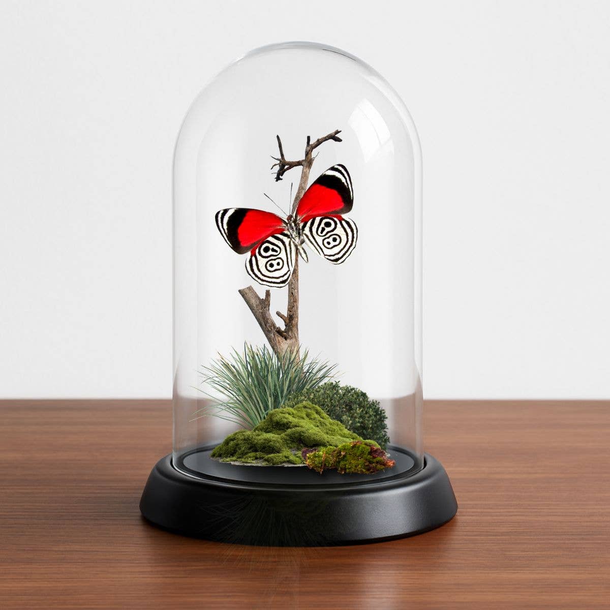 Butterfly Diorama -6X4 Inch Dome Diorama -(3)Diaethria anna