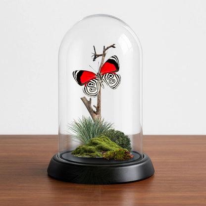 Butterfly Diorama -6X4 Inch Dome Diorama -(3)Diaethria anna