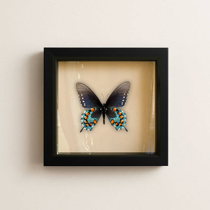 Real Pipevine Swallowtail (Verso) – 6x6 Shadowbox 