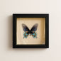 Real Pipevine Swallowtail (Verso) – 6x6 Shadowbox 