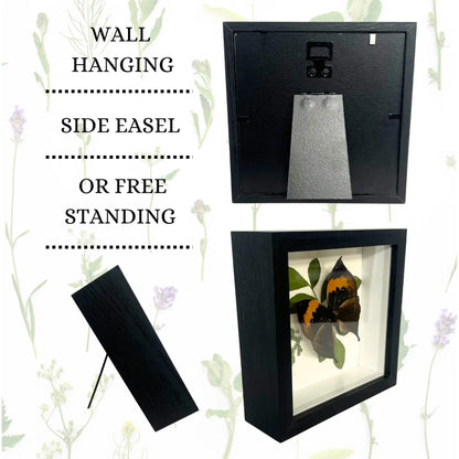 Real Peranthus Peacock Swallowtail – 9x9 Shadowbox