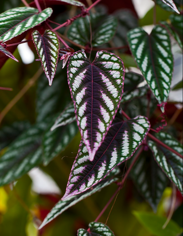 Cissus Discolor. 2-3 inch starter plant.